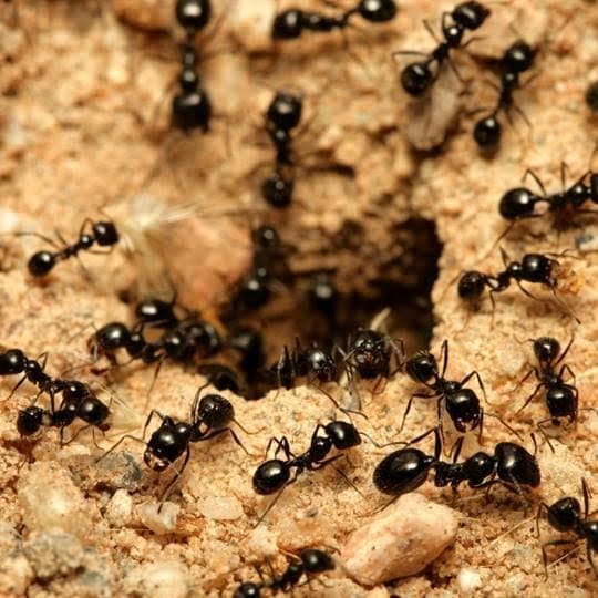 Ants — pest identification photo