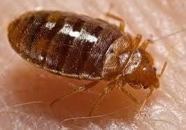 Bed Bugs — pest identification photo