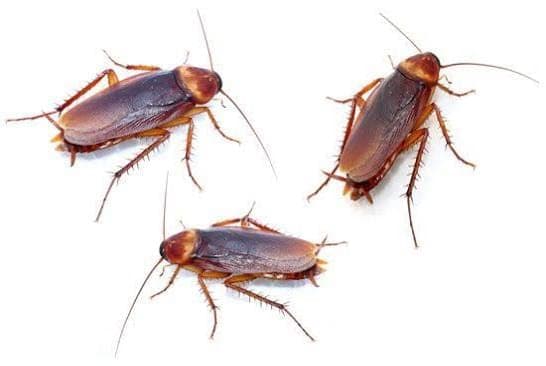 Cockroaches — pest identification photo