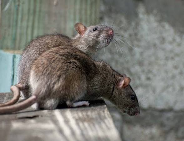 Rodents — pest identification photo
