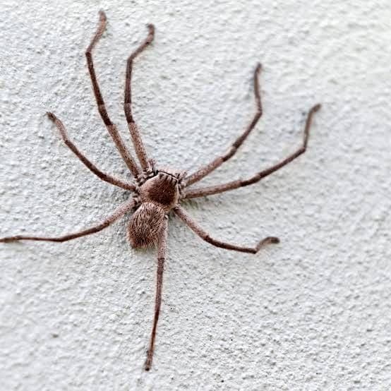 Spiders — pest identification photo