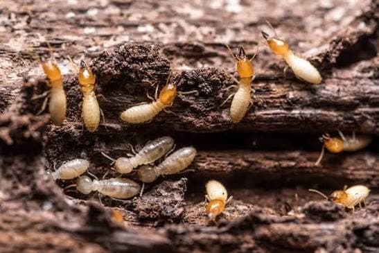 Termites — pest identification photo